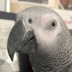 Meet your Posher, Joann